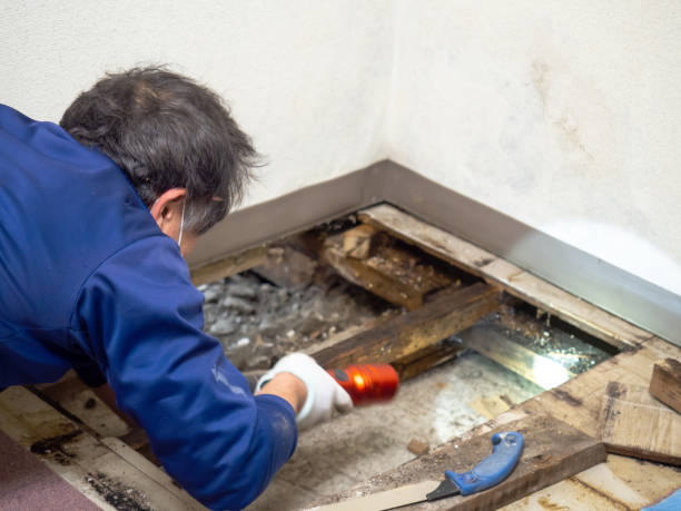 Best Mold Remediation  in Sharonville, OH
