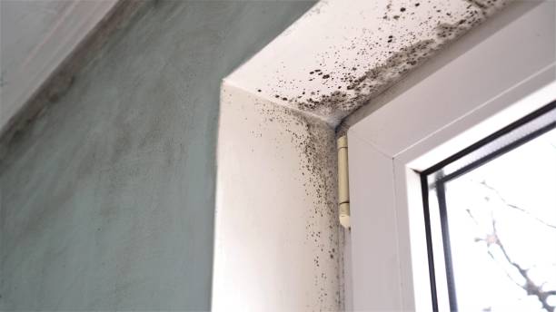 Best Mold Damage Repair  in Sharonville, OH