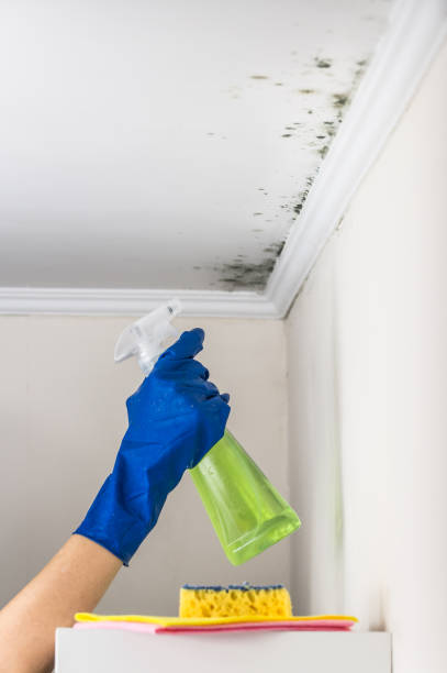Best Affordable Mold Removal  in Sharonville, OH