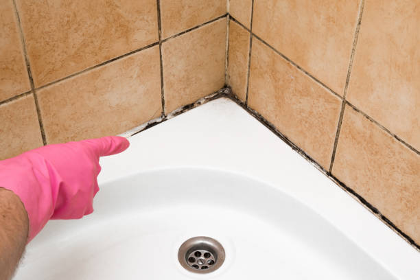 Best Home Mold Removal  in Sharonville, OH